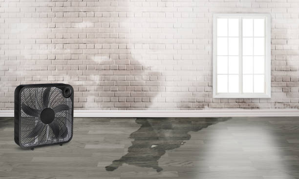 Best Basement water damage restoration  in Greenville, DE